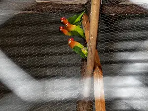 Young Parrots