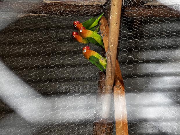 Young Parrots - thumbnail 2