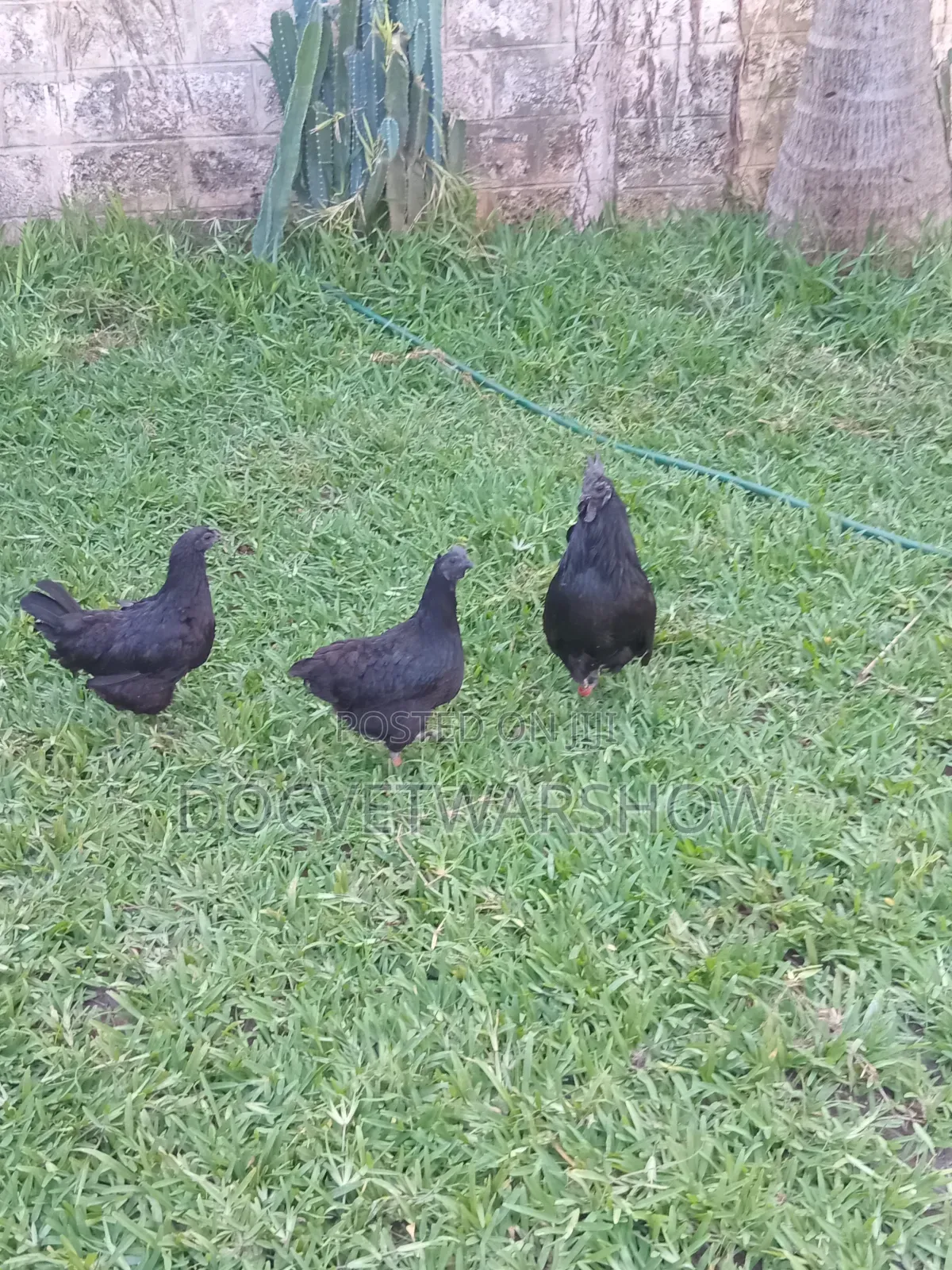 Fertilised Pure Ayam Cemani Eggs