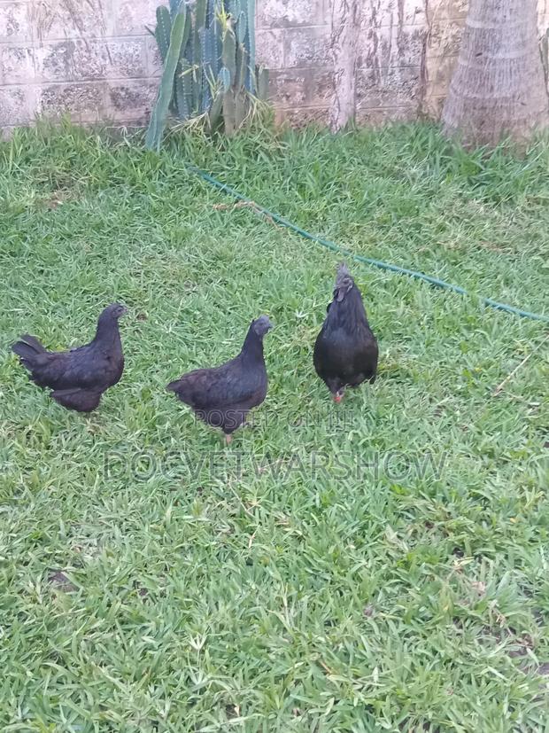 Fertilised Pure Ayam Cemani Eggs - main view