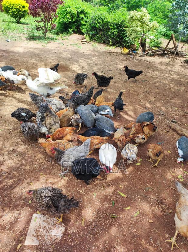 Guinea Fowls - thumbnail 2