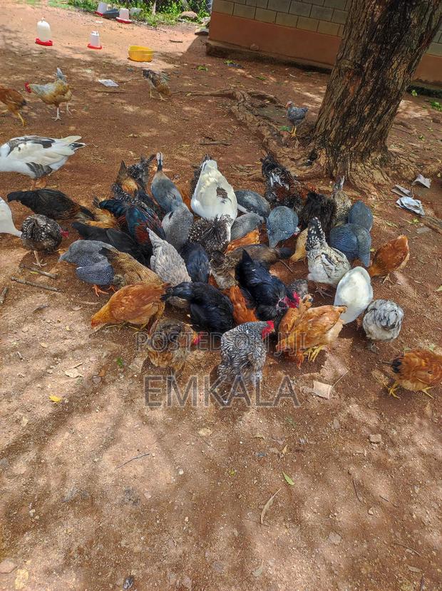 Guinea Fowls - thumbnail 3