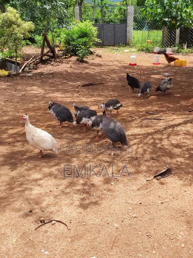 Guinea Fowls