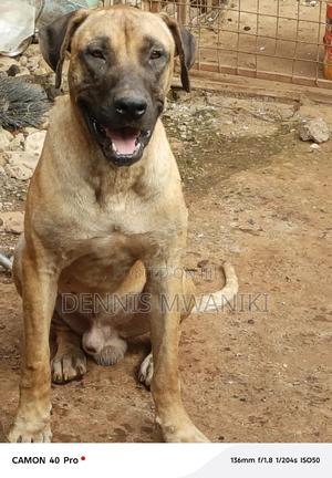 1+ year Male Purebred Boerboel