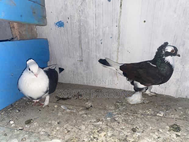 Satinette Shortbeak Pair - main view