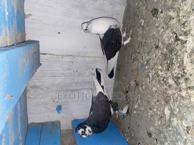 Satinette Shortbeak Pair - thumbnail 2