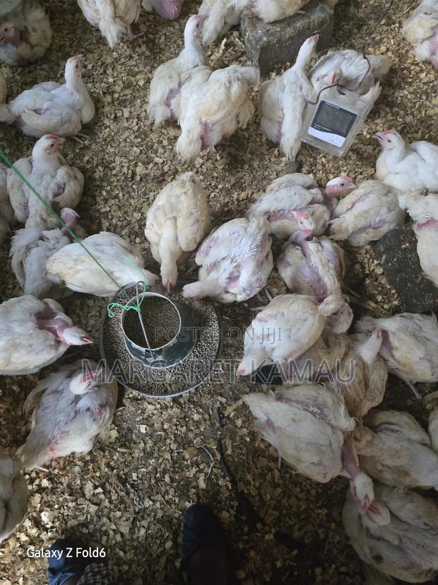 Broiler Chicken