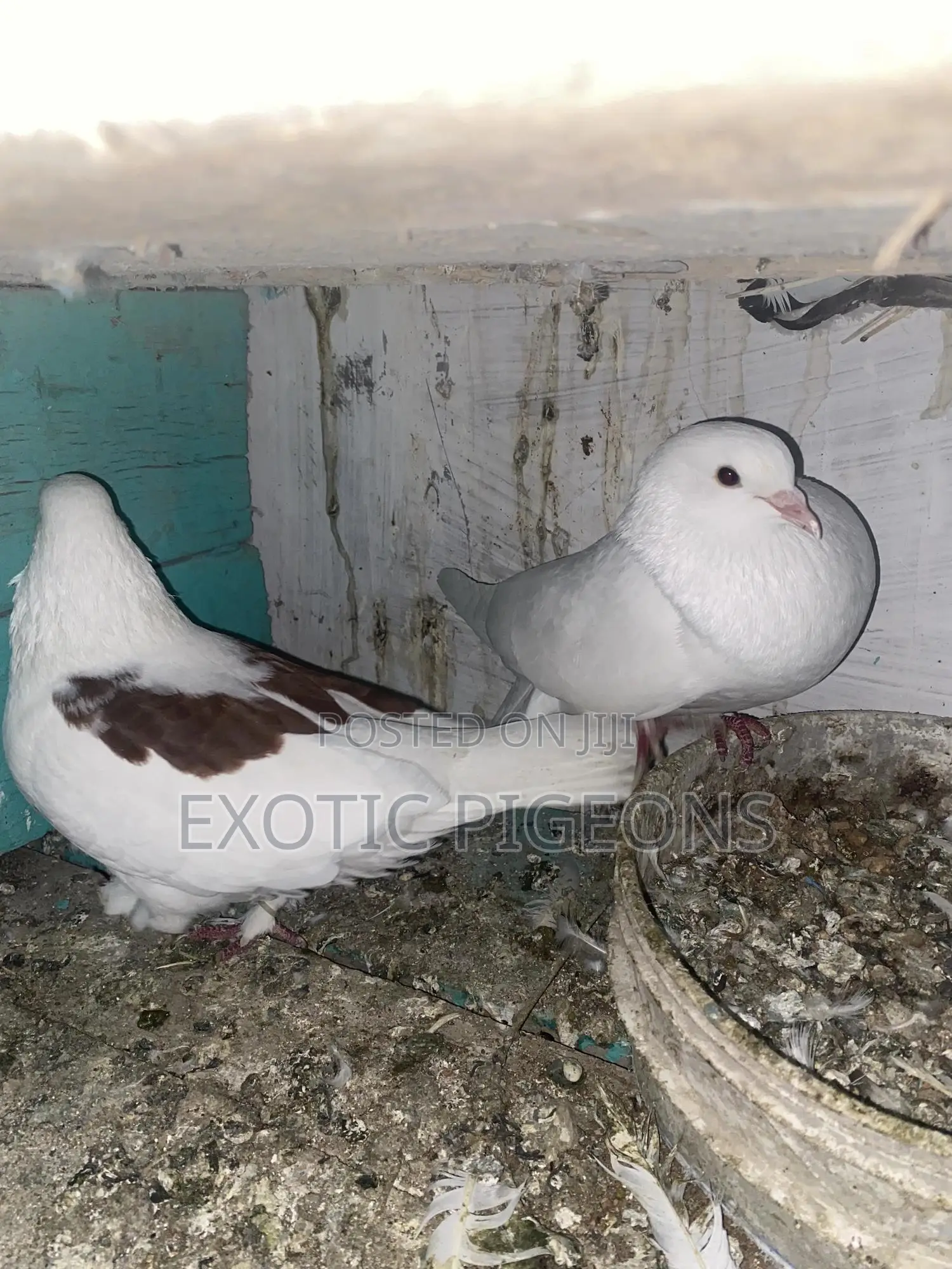 Jumbo Speed Pigeon Pair