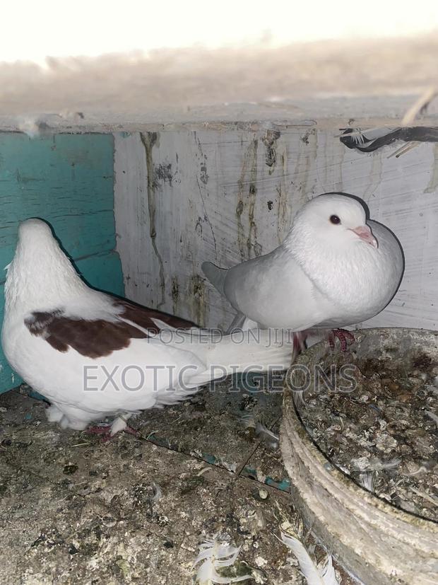 Jumbo Speed Pigeon Pair - thumbnail 2