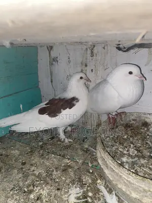 Jumbo Speed Pigeon Pair