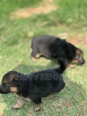 1-3 months Female Purebred German Shepherd