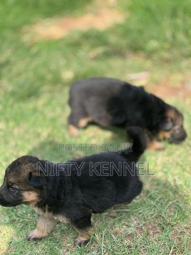 1-3 months Female Purebred German Shepherd