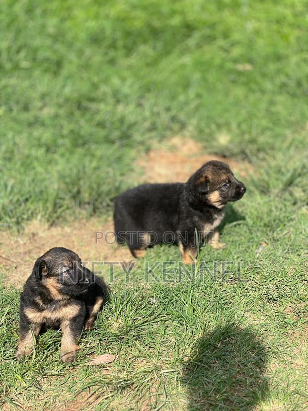 1-3 months Female Purebred German Shepherd - thumbnail 3