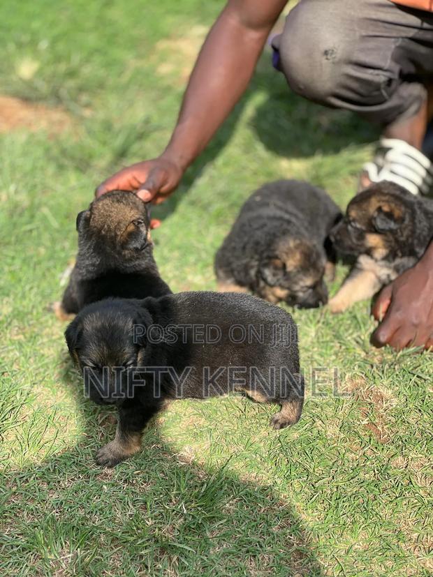 1-3 months Female Purebred German Shepherd - thumbnail 4