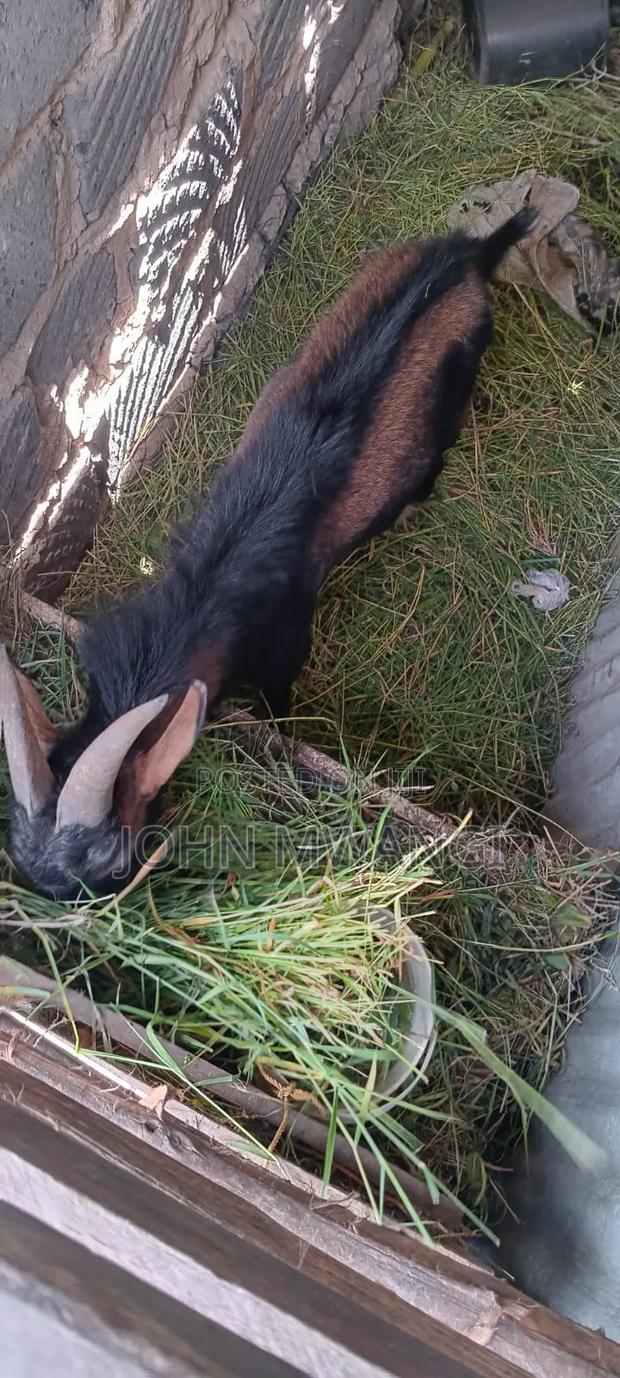 German Alpine Goat and Kienyeji Jogoo