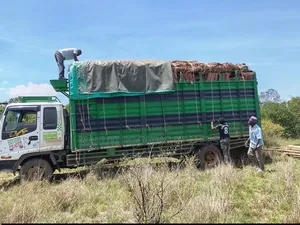 Makuti Roofing and Suppliers Country Wide