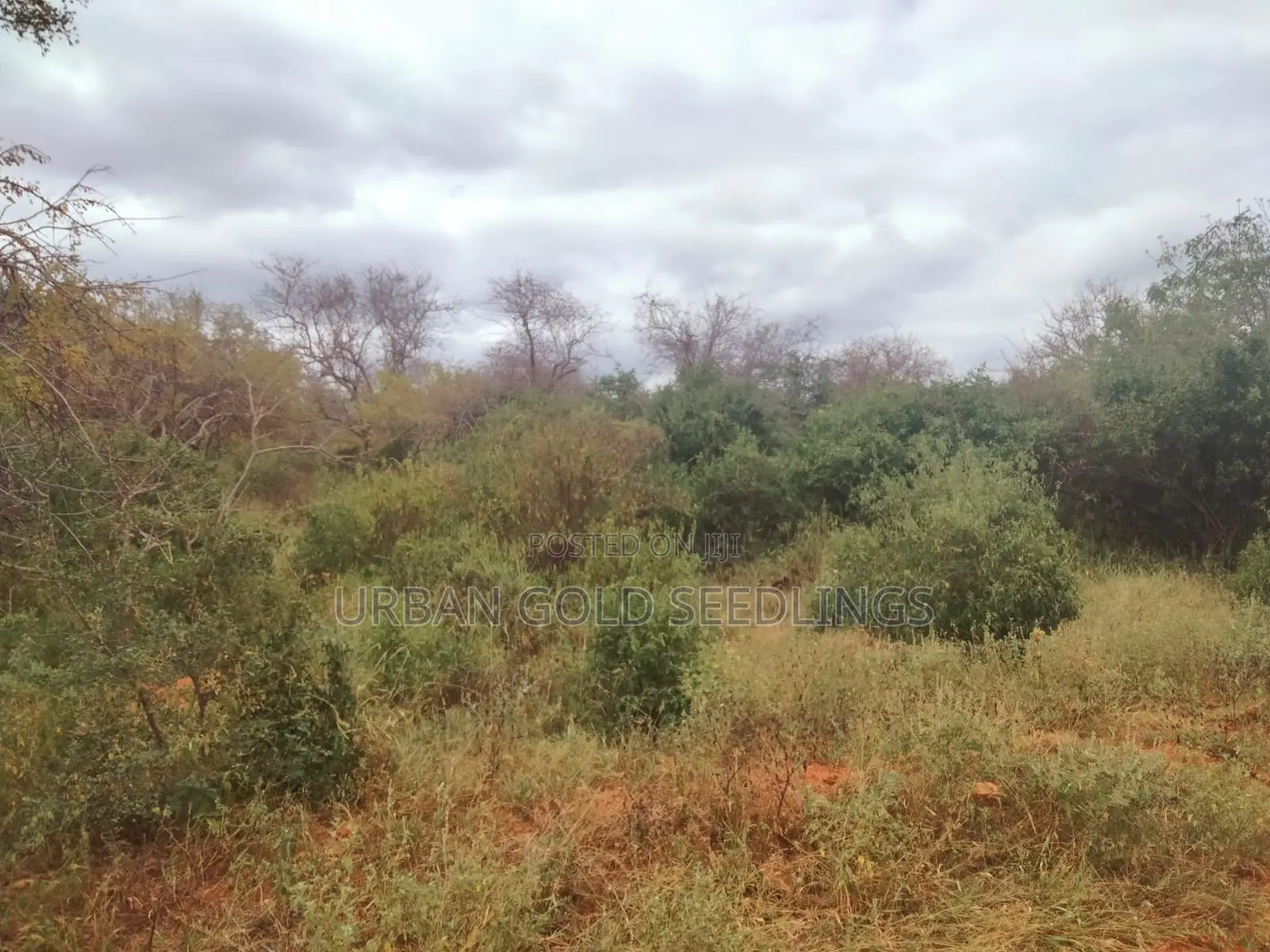 200 Acres Of Prime Land Available At Kitui, Mutomo