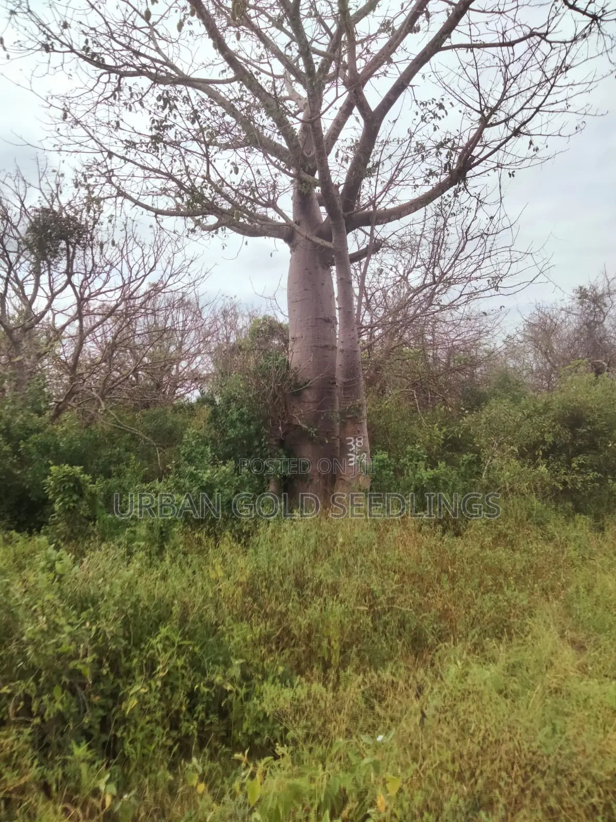 200 Acres Of Prime Land Available At Kitui, Mutomo