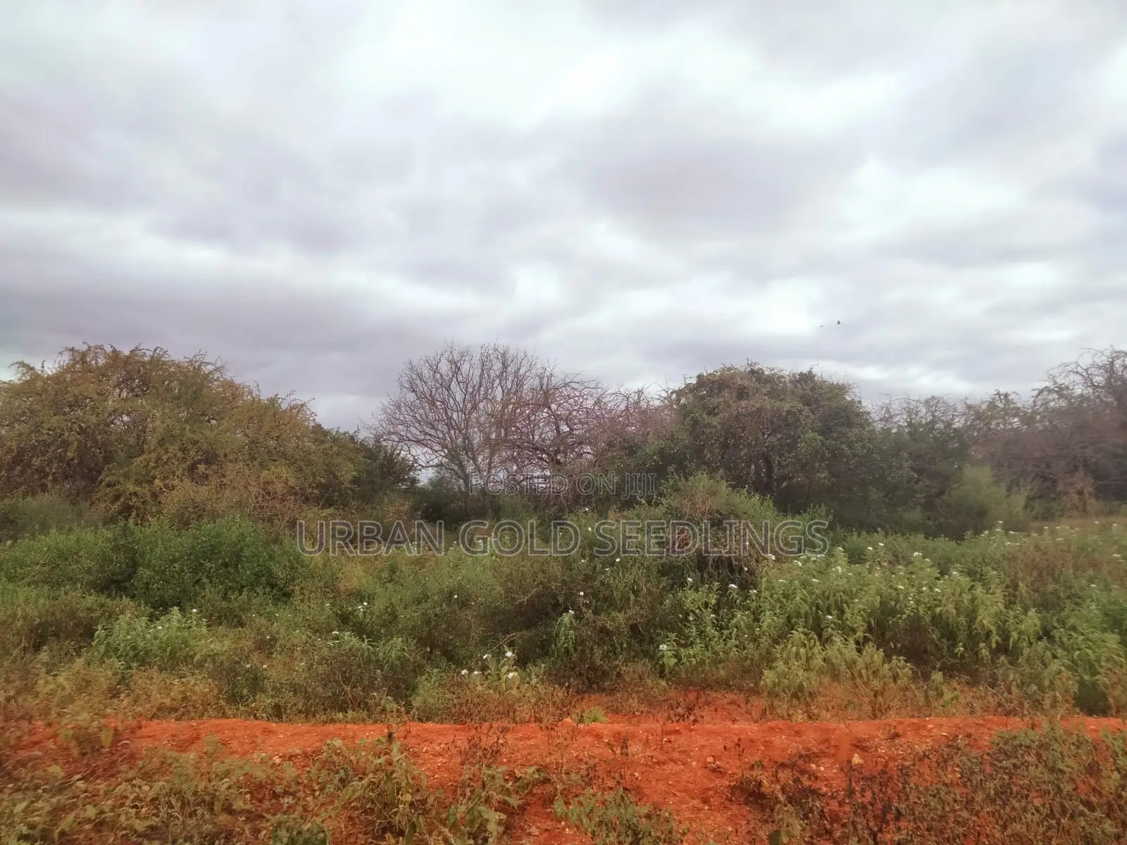 200 Acres Of Prime Land Available At Kitui, Mutomo