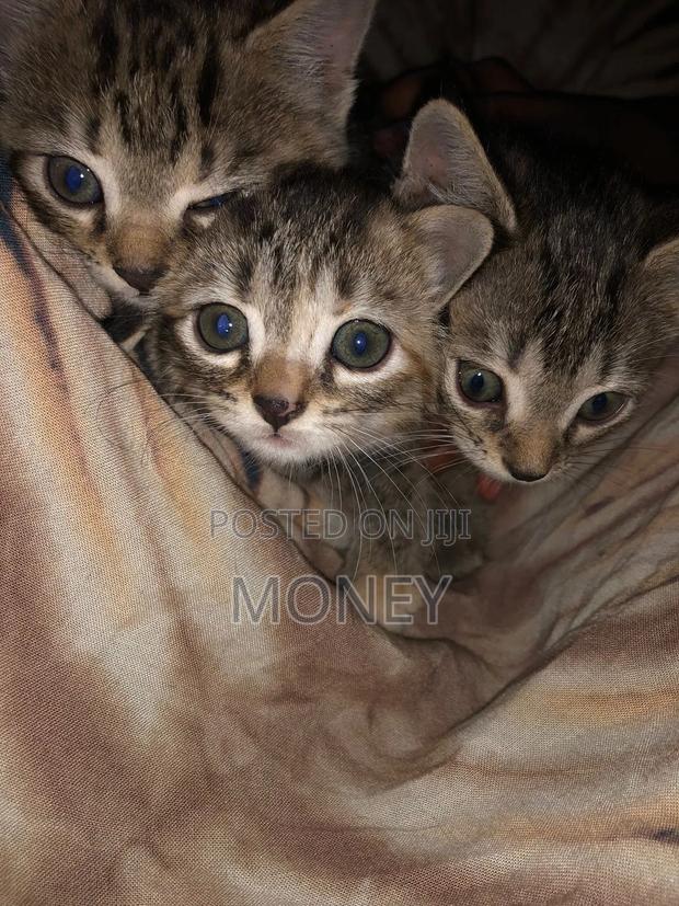 3-6 months Male Mixed Breed American Shorthair