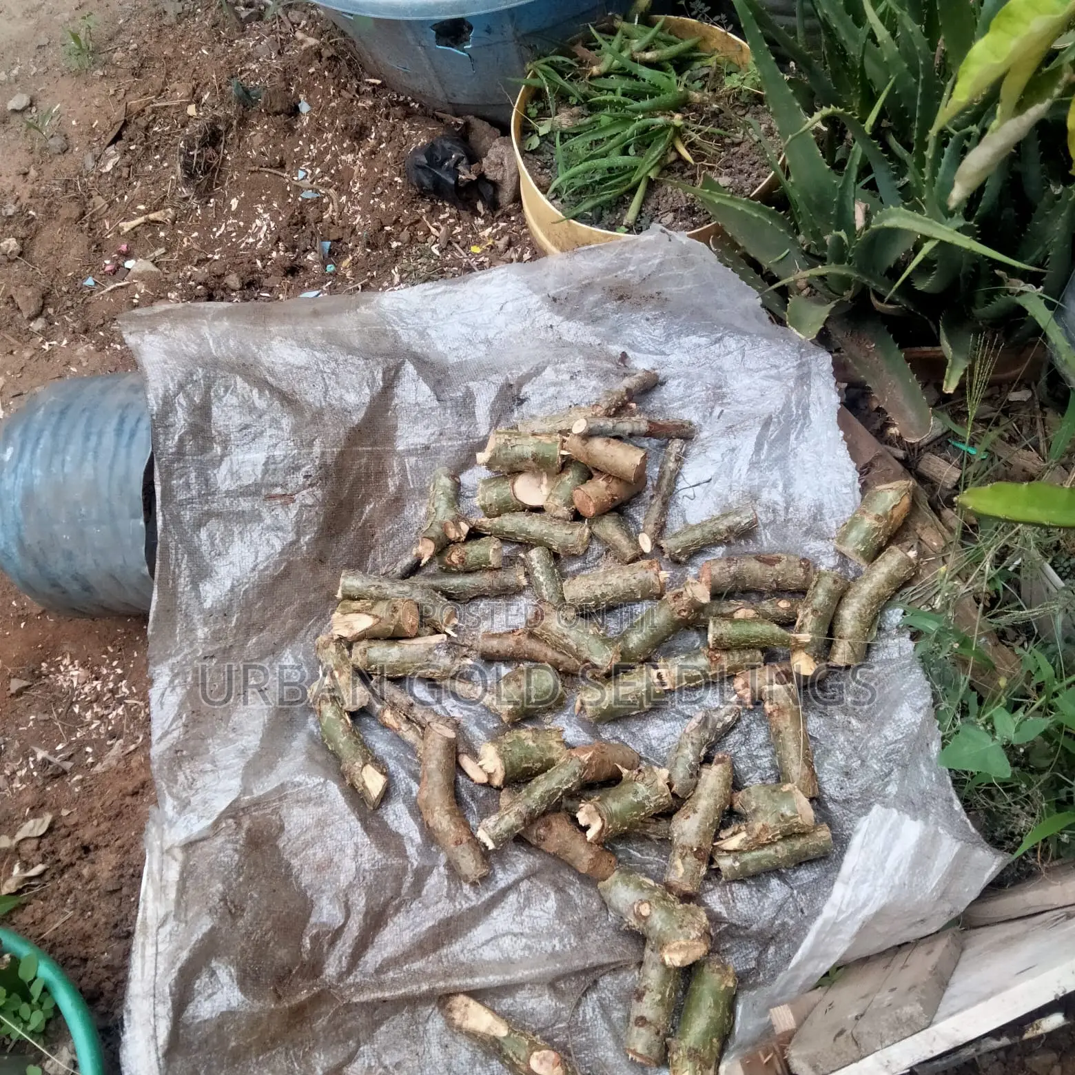 Frankincense Myrrh Cuttings Ready for Planting