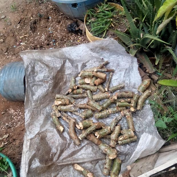 Frankincense Myrrh Cuttings Ready for Planting
