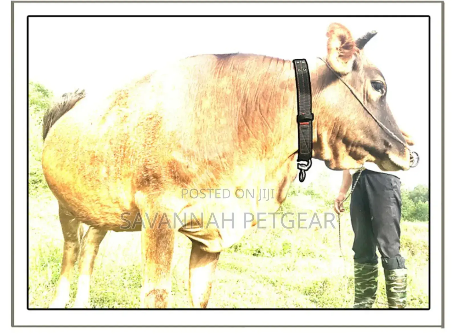 Premium High Quality Collars for Cattle, Sheep, Goats and Dogs