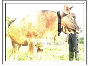 Premium High Quality Collars for Cattle, Sheep, Goats and Dogs
