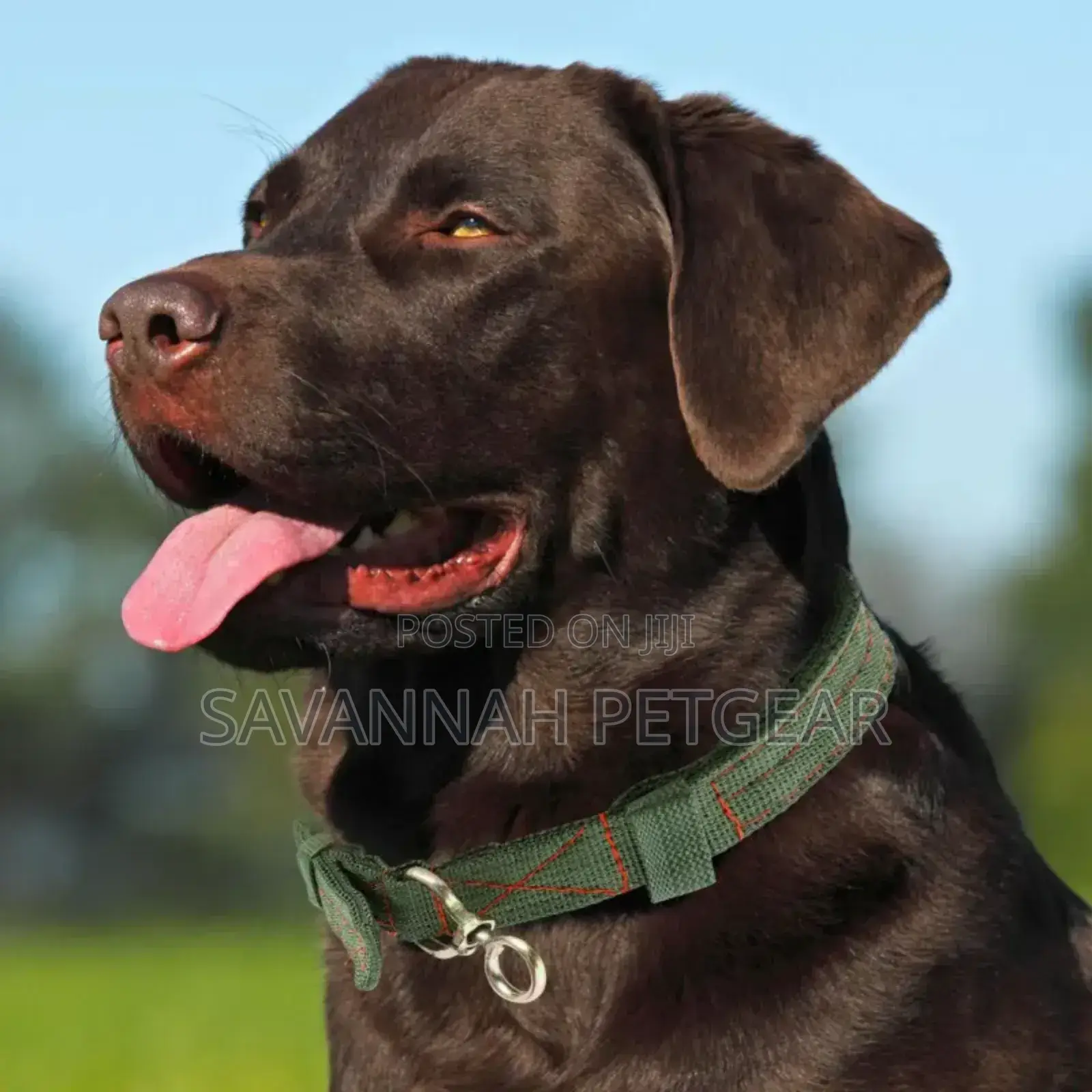 Adjustable Cattle Hauling Collars for Farm Livestock and Large Dogs