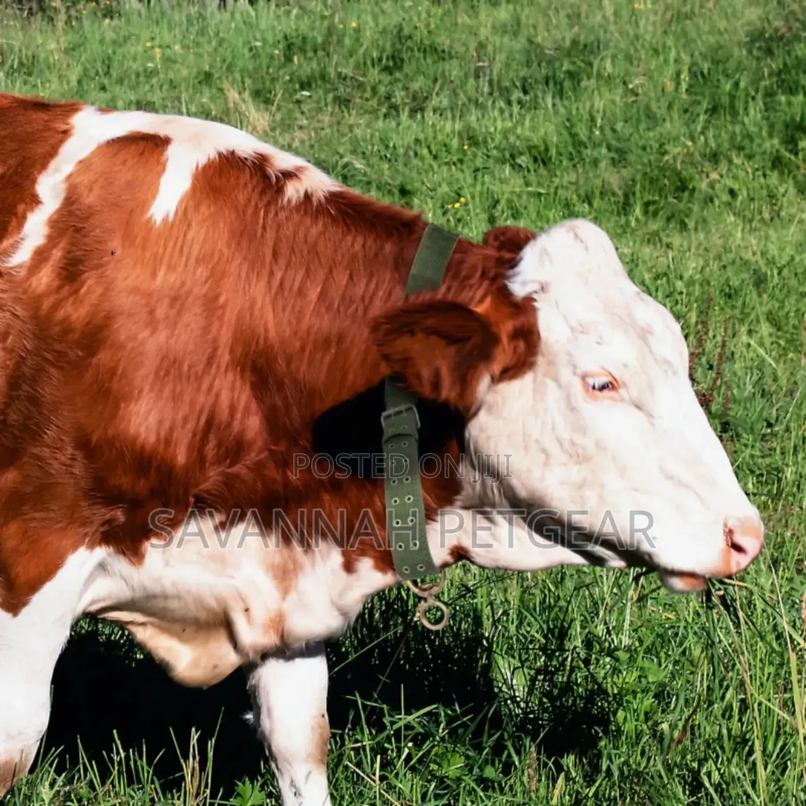Adjustable Cattle Hauling Collars for Farm Livestock and Large Dogs