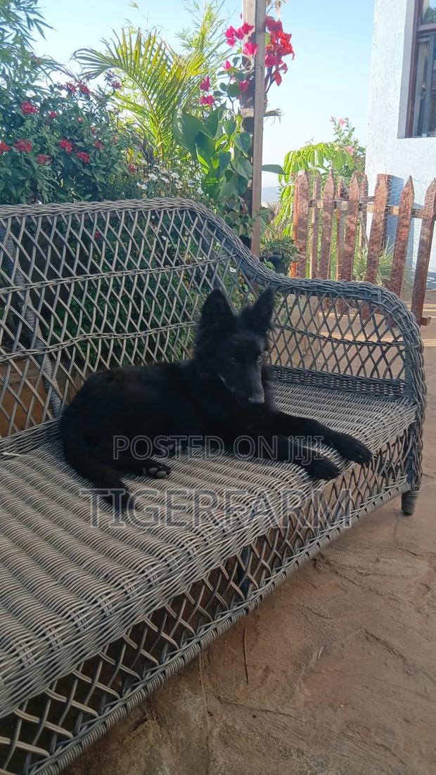 3-6 months Female Purebred German Shepherd