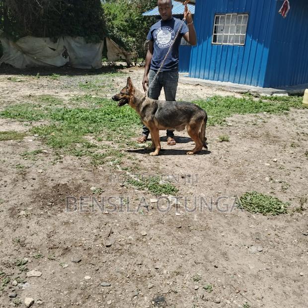 1+ year Female Purebred German Shepherd