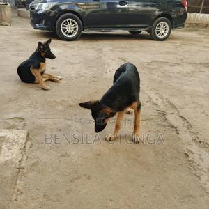 3-6 months Female Purebred German Shepherd - thumbnail 2