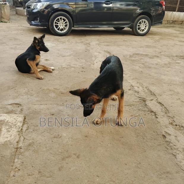 3-6 months Female Purebred German Shepherd - main view