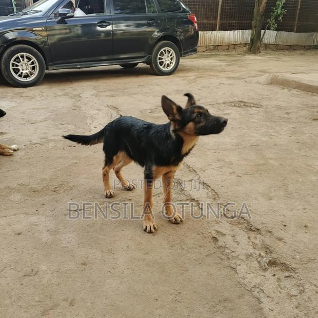 3-6 months Female Purebred German Shepherd - thumbnail 3
