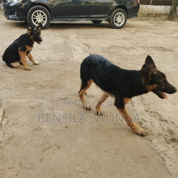 3-6 months Female Purebred German Shepherd - thumbnail 4