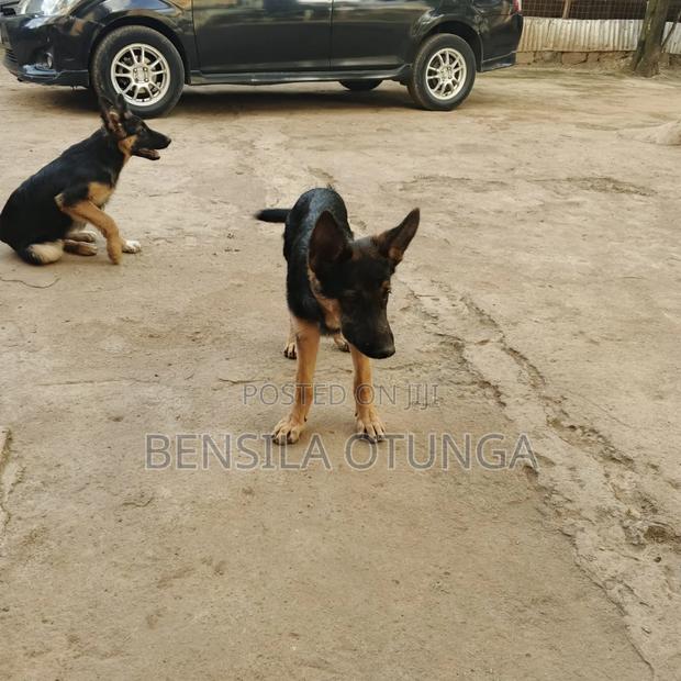 3-6 months Female Purebred German Shepherd - thumbnail 5