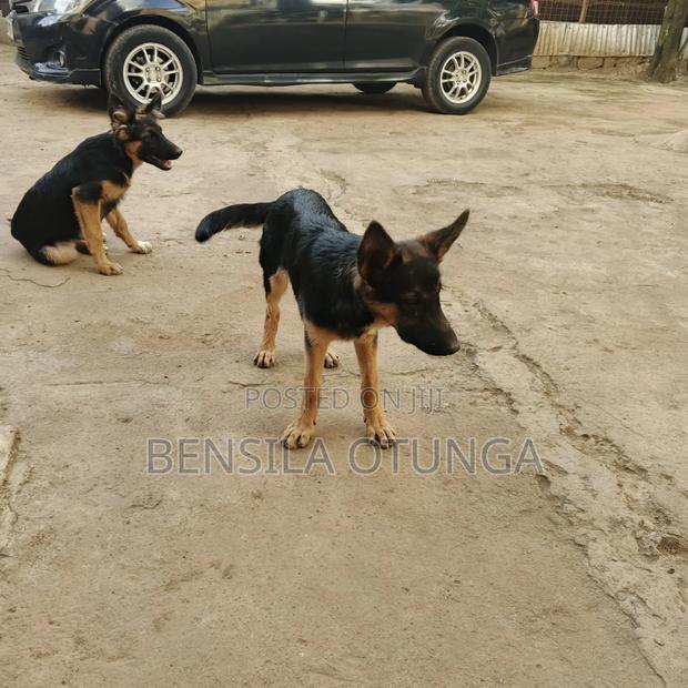 3-6 months Female Purebred German Shepherd - thumbnail 6