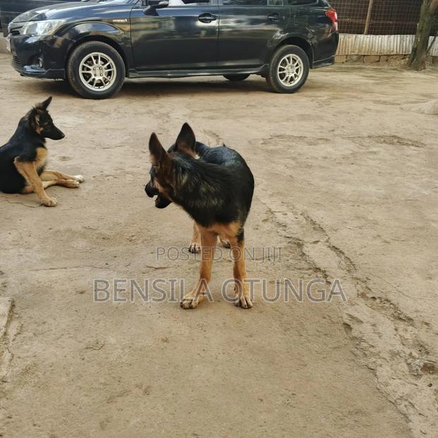 3-6 months Female Purebred German Shepherd - thumbnail 7