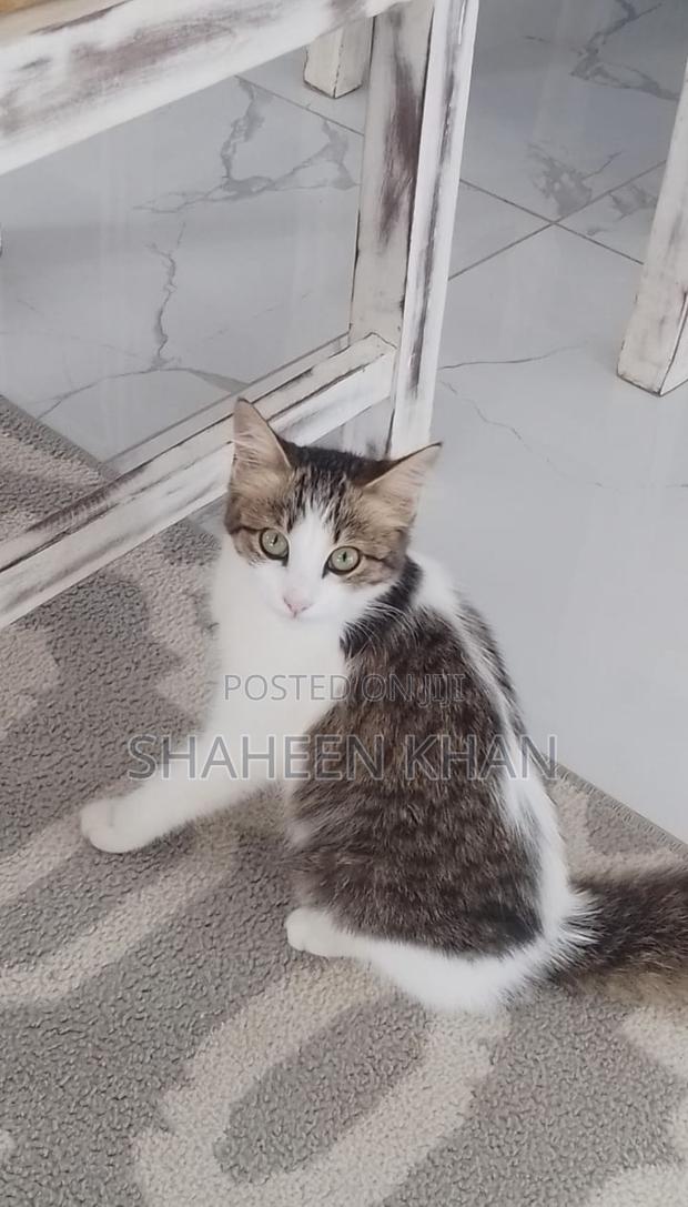 1+ year Female Mixed Breed Tabby