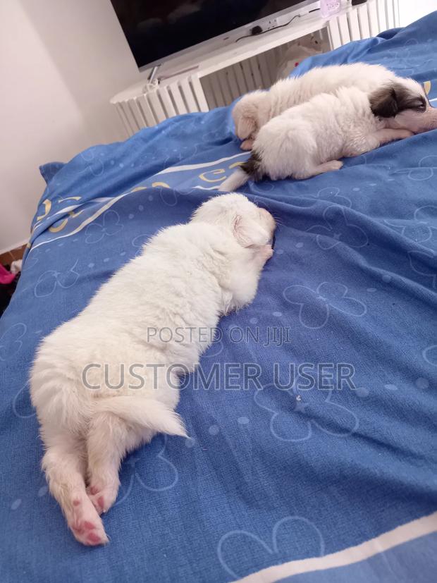 1-3 months Female Purebred Japanese Spitz - main view