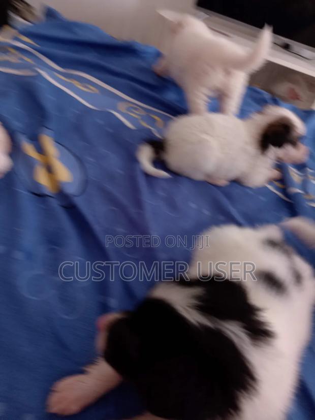 1-3 months Female Purebred Japanese Spitz - thumbnail 2