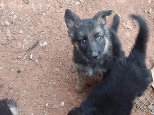 1-3 months Female Purebred German Shepherd - thumbnail 2