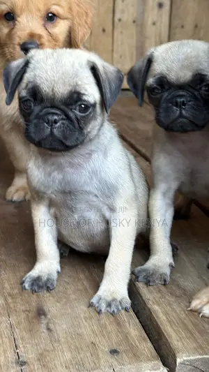 1-3 months Male Purebred Pug