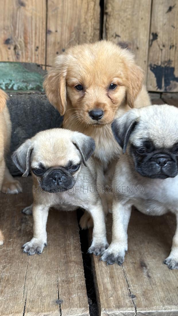 1-3 months Male Purebred Pug - thumbnail 4