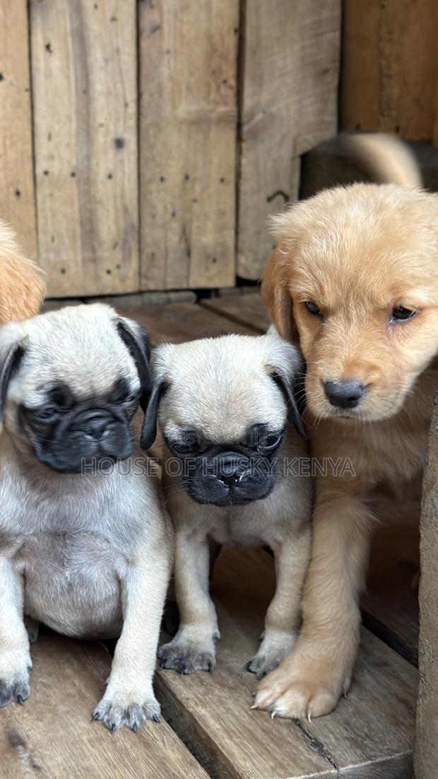 1-3 months Male Purebred Pug - thumbnail 3