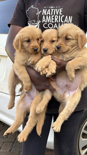 1-3 months Male Purebred Golden Retriever