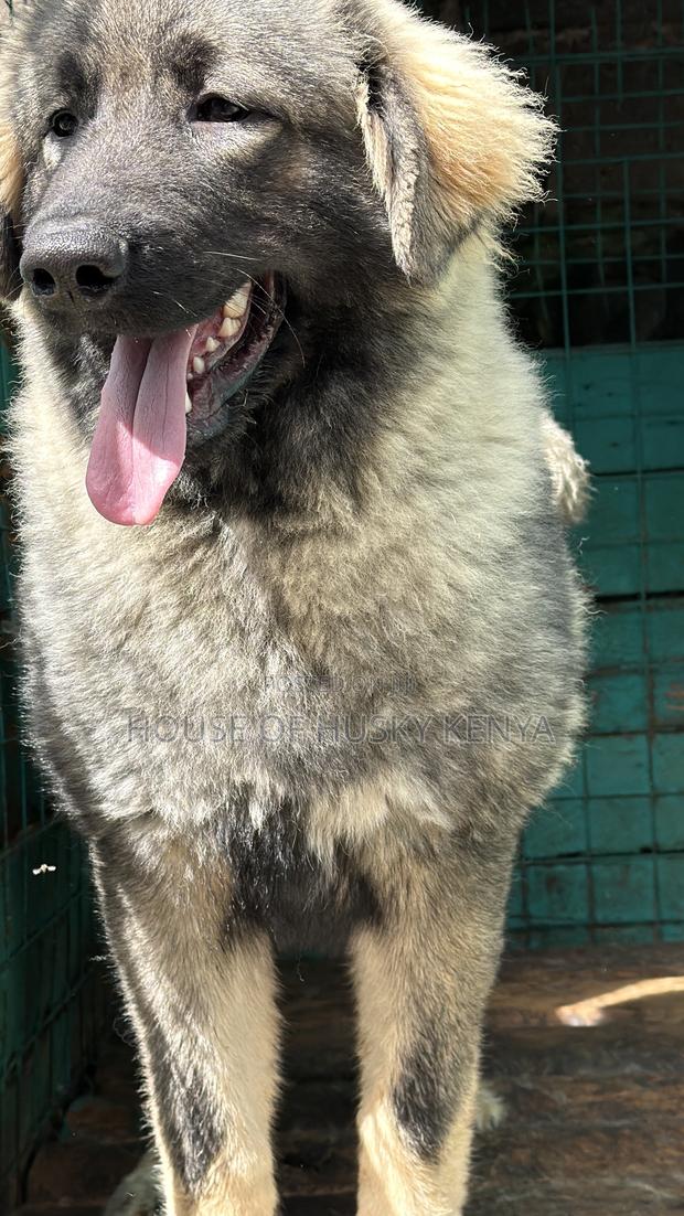 3-6 months Female Purebred Caucasian Shepherd