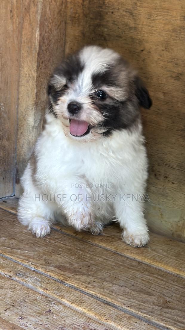 1-3 months Male Purebred Havanese - main view