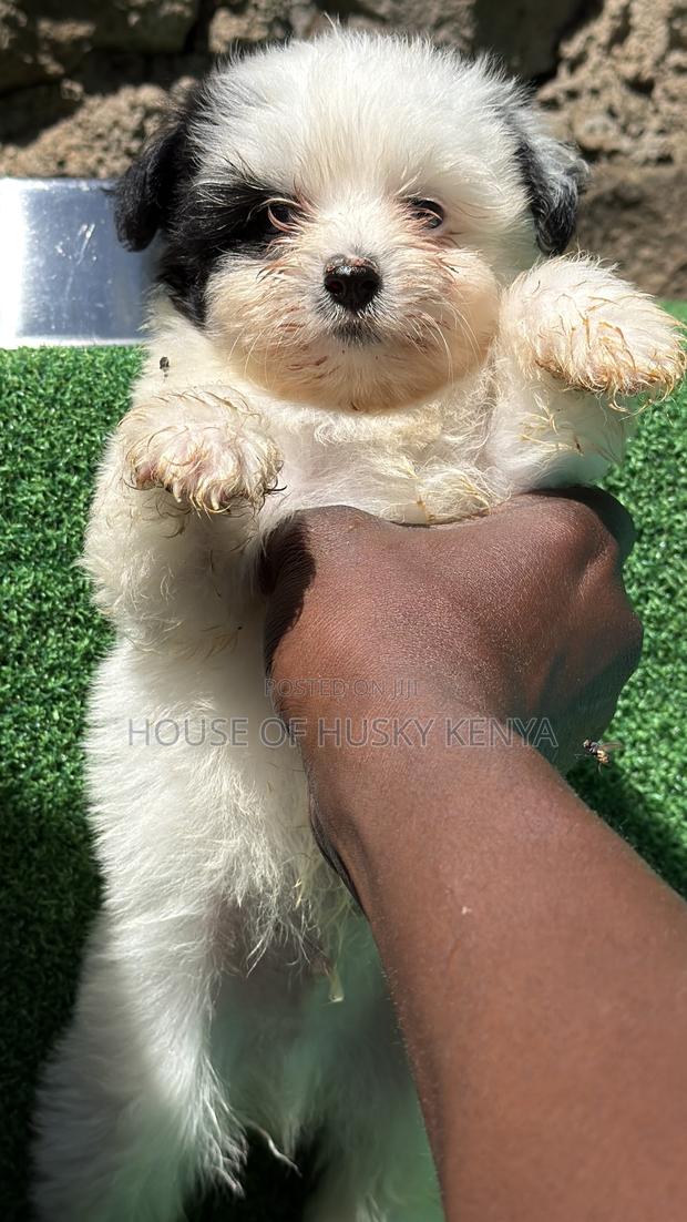 1-3 months Male Purebred Havanese - thumbnail 6